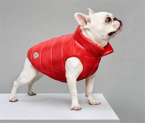 moncler dog jacket replica|demeatius collaras.